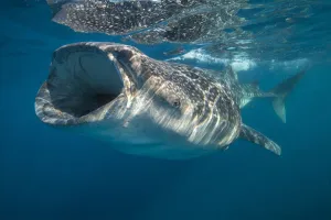 Wide Prints: Whale shark (Rhincodon typus) mouth open filter feeding at the surface, Quintana Roo