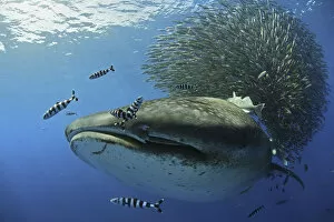 Images Dated 14th September 2008: Whale Shark (Rhincodon typus) passing by baitball, Santa Maria Island, Azores, Portugal