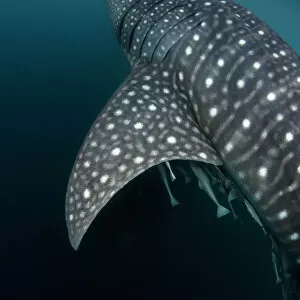 Images Dated 18th January 2022: Whale shark (Rhincodon typus) pectoral fin and skin markings detail, Triton Bay, West Papua