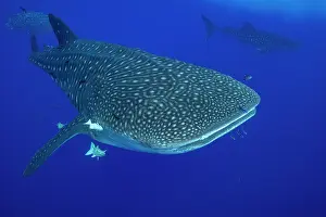 Azores Prints: Whale shark (Rhincodon typus) portrait, Santa Maria, Azores, Atlantic Ocean. Endangered