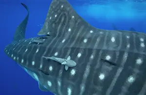 Azores Prints: Whale shark (Rhincodon typus) with Remoras (Remora sp)