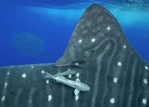 Azores Prints: Whale shark (Rhincodon typus) with Remoras (Remora sp)
