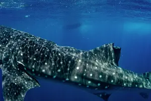 Carpet Shark Prints: Whale shark (Rhincodon typus) with scars from a boat propeller