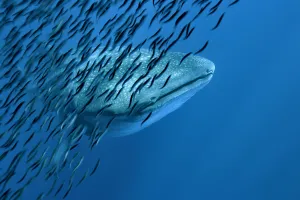 Whale shark (Rhincodon typus) with shoal of anchovies staying near to avoid predation