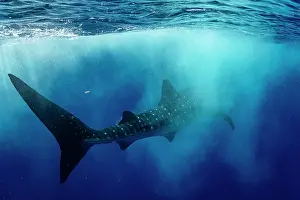 Carpet Shark Prints: Whale shark (Rhincodon typus) swimming through bubbles created by a passing boat