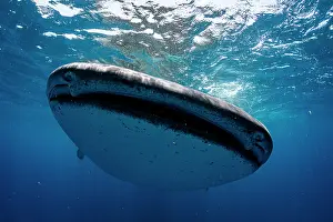 Carpet Shark Prints: Whale shark (Rhincodon typus) swimming close to the surface