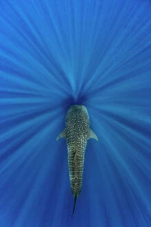 Cool Coloured Coasts Collection: Whale shark (Rhincodon typus) swimming through sun beams. This individual was following blue