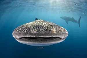 Images Dated 12th August 2015: Whale shark (Rhincodon typus) front view portrait, Cenderawasih Bay, West Papua. Indonesia