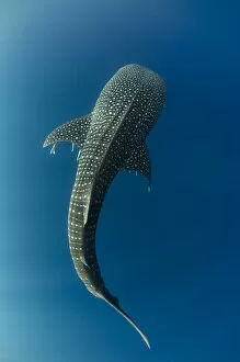 New Guinea Gallery: Whale shark (Rhincodon typus) viewed from above, Cenderawasih Bay, West Papua. Indonesia