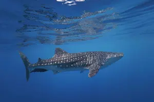 Democratic Republic Of Timor Leste Prints: Whale shark (Rhiniodon typus) swimming close to surface