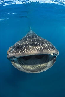 Whaleshark (Rhincodon typus) swimming and filtering fish eggs from the water