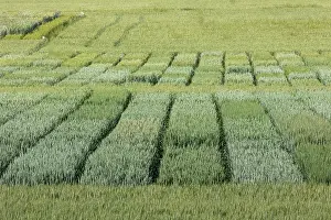 Bretagne Prints: Wheat crop trial at INRAE RENNES (National Research Institute for Agriculture)