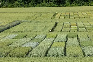 Bretagne Prints: Wheat crop trial at INRAE RENNES (National Research Institute for Agriculture)