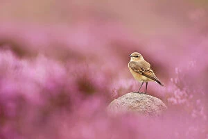 Purple Collection: Wheatear, (Oenanthe oenanthe) perched on gritstone rock amongst flowering heather (Ericaceae sp)