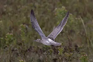 Norfolk Prints: Whimbrel (Numenius phaeopus) in flight, Norfolk, England, UK. September