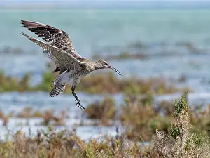 High Tide Prints: Whimbrel (Numenius phaeopus) migrant bird landing on salt marsh bushes at high tide