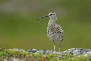 Sandpiper Prints: Whimbrel (Numenius phaeopus) perched on a rock, Varanger, Norway. July