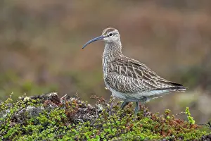 Numenius Phaeopus Prints: Whimbrel (Numenius phaeopus) portrait, Varanger Peninsula, Finnmark, Norway. June