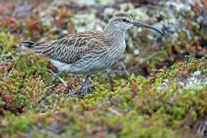 Numenius Phaeopus Prints: Whimbrel (Numenius phaeopus) portrait, Varanger Peninsula, Finnmark, Norway. June