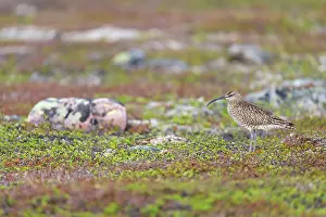 Numenius Phaeopus Prints: Whimbrel (Numenius phaeopus) standing on stony ground