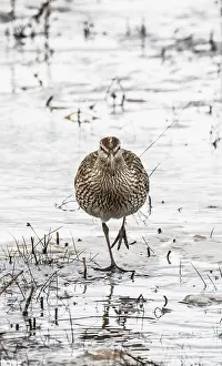 Lapland Prints: Whimbrel (Numenius phaeopus) walking across icy marshland, Pokka, Lapland, Finland. May