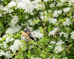 Chat Thrush Prints: Whinchat (Saxicola rubetra) male