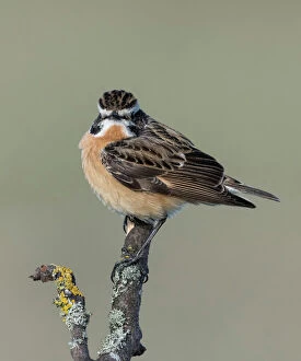 Songbird Gallery: Whinchat (Saxicola rubetra), male perched, Finland, May
