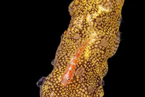 Goby Prints: Whip coral goby (Bryaninops amplus) resting on Colonial tunicate (Botrylloides sp)