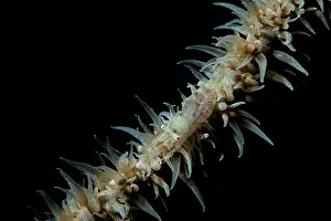 Black Background Prints: Whip coral shrimp (Pontonides unciger) on whip coral at night