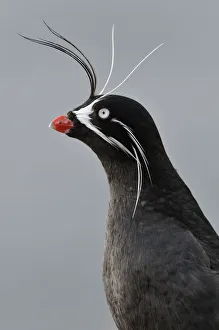Alert Gallery: Whiskered auklet (Aethia pygmaea), Iony Island / Jonas Island, Sea of Okhotsk