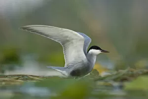 Images Dated 24th May 2008: Whiskered tern (Chlidonias hybrida) with wings stretched, Lake Skadar, Lake Skadar National Park