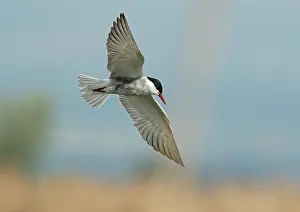 Sterninae Prints: Whiskered tern (Chlidonias hybrida) in flight