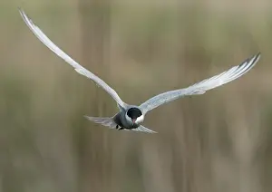 Sterninae Prints: Whiskered tern (Chlidonias hybrida) in flight