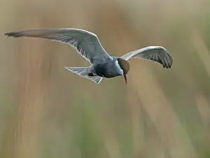 Sterninae Prints: Whiskered tern (Chlidonias hybrida) in flight