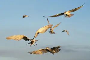 Sterninae Prints: Whiskered tern (Chlidonias hybrida) flock in flight