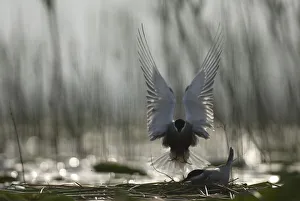 Images Dated 21st May 2008: Whiskered tern (Chlidonias hybrida) landing at nest, Lake Skadar, Lake Skadar National Park
