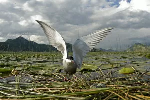 Whiskered tern (Chlidonias hybrida) on nest with two eggs, wings stretched, Lake Skadar