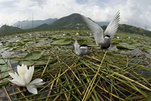 Images Dated 21st May 2008: Whiskered tern (Chlidonias hybrida) pair on nest, one with wings stretched, Lake Skadar