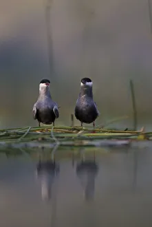 Images Dated 21st May 2008: Whiskered tern (Chlidonias hybrida) pair on nest, Lake Skadar, Lake Skadar National Park