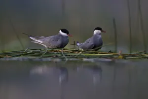 Images Dated 21st May 2008: Whiskered tern (Chlidonias hybrida) pair on nest, Lake Skadar, Lake Skadar National Park
