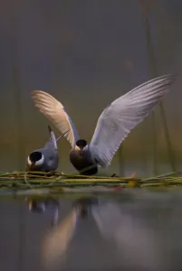 Images Dated 21st May 2008: Whiskered tern (Chlidonias hybrida) pair on nest, one stetching wings, Lake Skadar