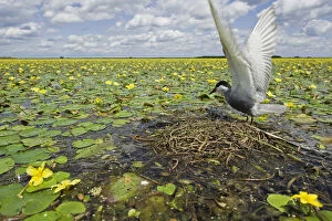 Images Dated 25th July 2009: Whiskered tern (Chlidonias hybridus) with stretched wings on nest in lake covered