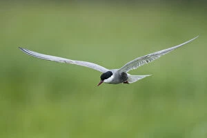 Images Dated 17th June 2009: Whiskered tern (Chlidonias hybridus) in flight, Prypiat River, Belarus, June 2009