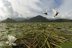 Montenegro Prints: Two Whiskered terns (Chlidonias hybrida) in flight near nest with two eggs, Lake Skadar