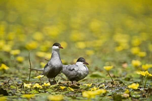 Two Whiskered terns (Chlidonias hybridus) on water covered with flowering Fringed