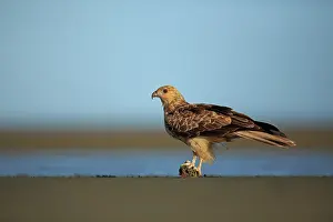 Mudflats Prints: Whistling kite (Haliastur sphenurus) perched on piece of animal bone washed up on mud flats