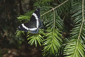 Images Dated 30th June 2014: White admiral butterfly (Limenitis arthemis) on pine branch, New Brunswick, Canada
