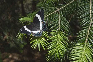 Nick Hawkins Prints: White admiral butterfly (Limenitis arthemis) on pine branch, New Brunswick, Canada