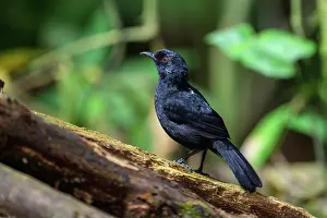 Understory Prints: White-backed fire-eye (Pyriglena leuconata) male