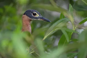 Gambia Prints: White-backed night heron (Gorsachius leuconotus) standing among foliage